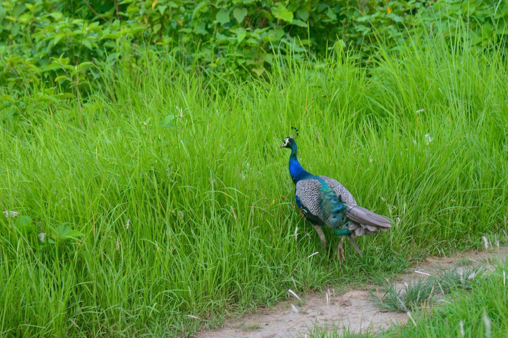 Greenland Safari, Sauraha Kültér fotó