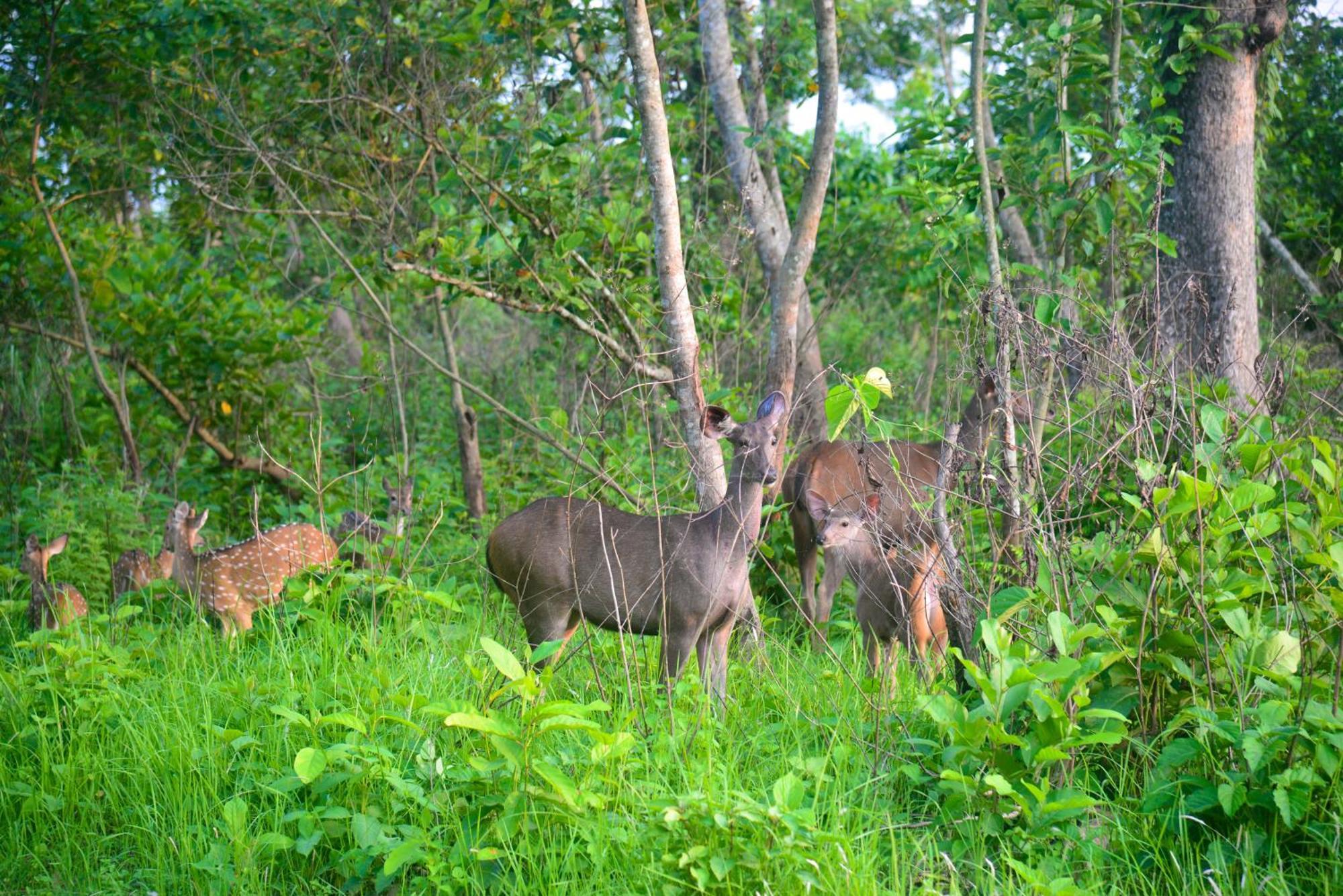 Greenland Safari, Sauraha Kültér fotó